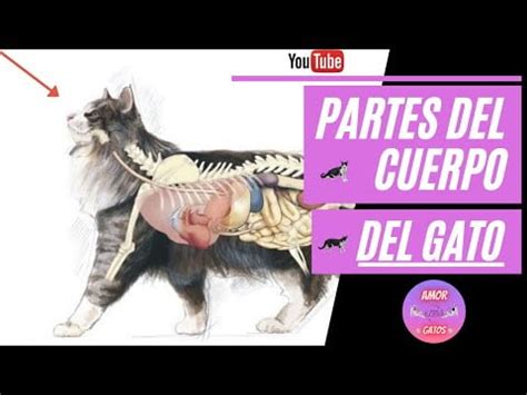 penes de gato|Pene de gato